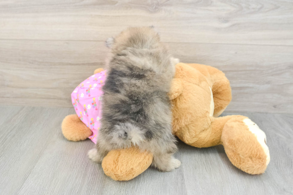 Best Pomeranian Baby