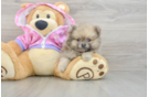 Hypoallergenic Pomeranian Baby