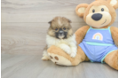 Pomeranian Puppy for Adoption