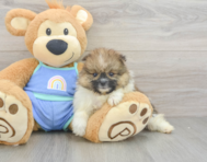 5 week old Pomeranian Puppy For Sale - Florida Fur Babies