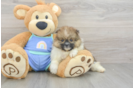 Playful Pomeranian Baby