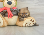 6 week old Pomeranian Puppy For Sale - Florida Fur Babies