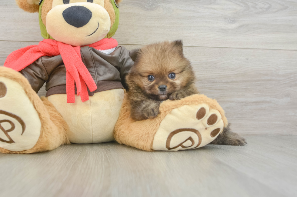 5 week old Pomeranian Puppy For Sale - Florida Fur Babies