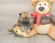 7 week old Pomeranian Puppy For Sale - Florida Fur Babies