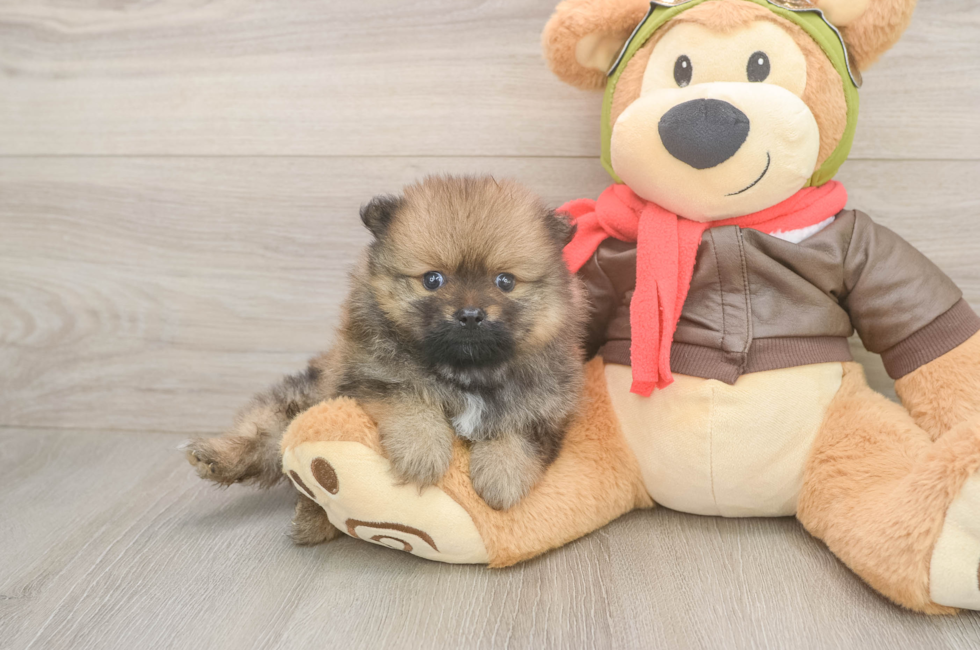 5 week old Pomeranian Puppy For Sale - Florida Fur Babies