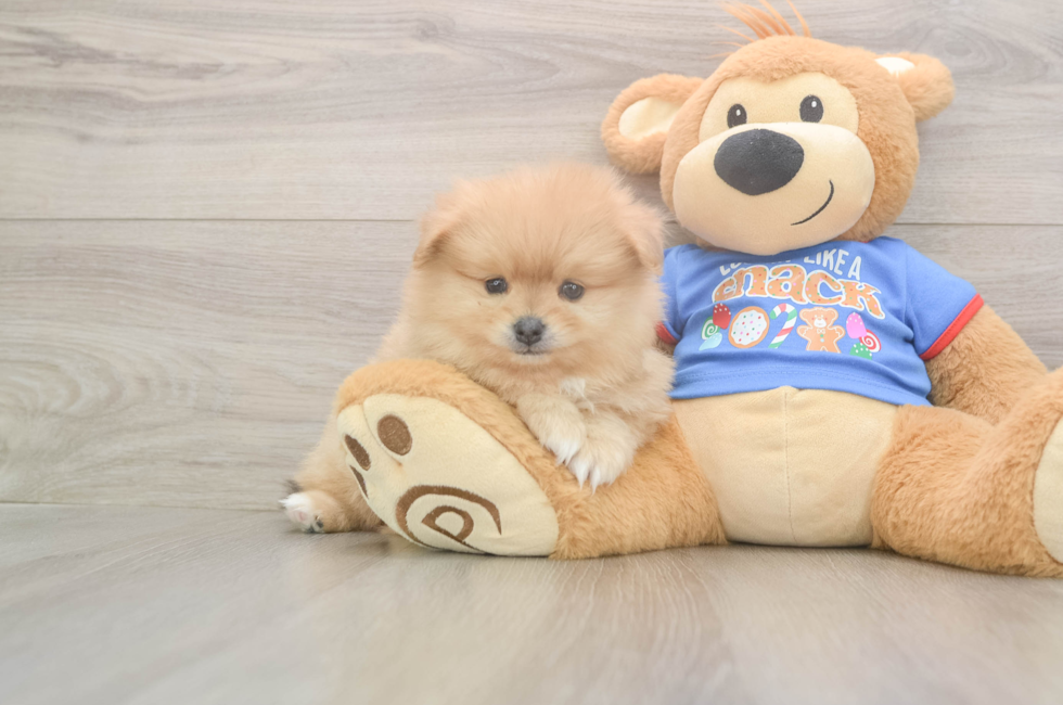 5 week old Pomeranian Puppy For Sale - Florida Fur Babies