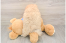 Pomeranian Pup Being Cute