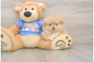 Pomeranian Pup Being Cute