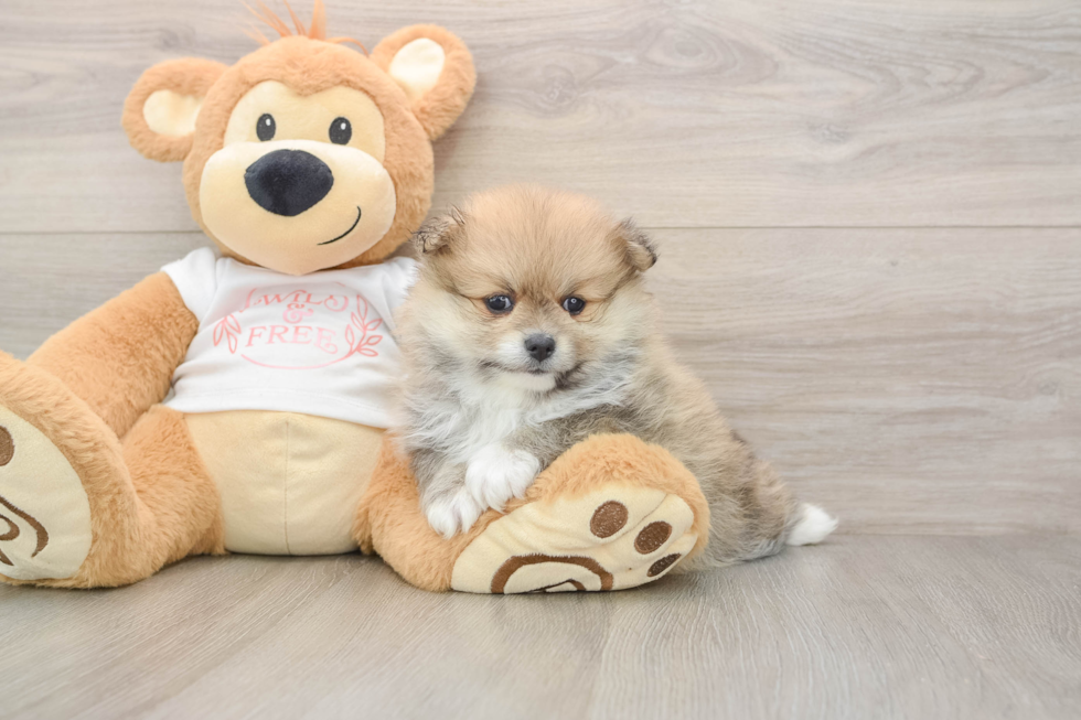 Popular Pomeranian Baby
