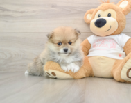 8 week old Pomeranian Puppy For Sale - Florida Fur Babies