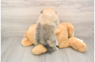 Pomeranian Pup Being Cute
