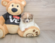 8 week old Pomeranian Puppy For Sale - Florida Fur Babies