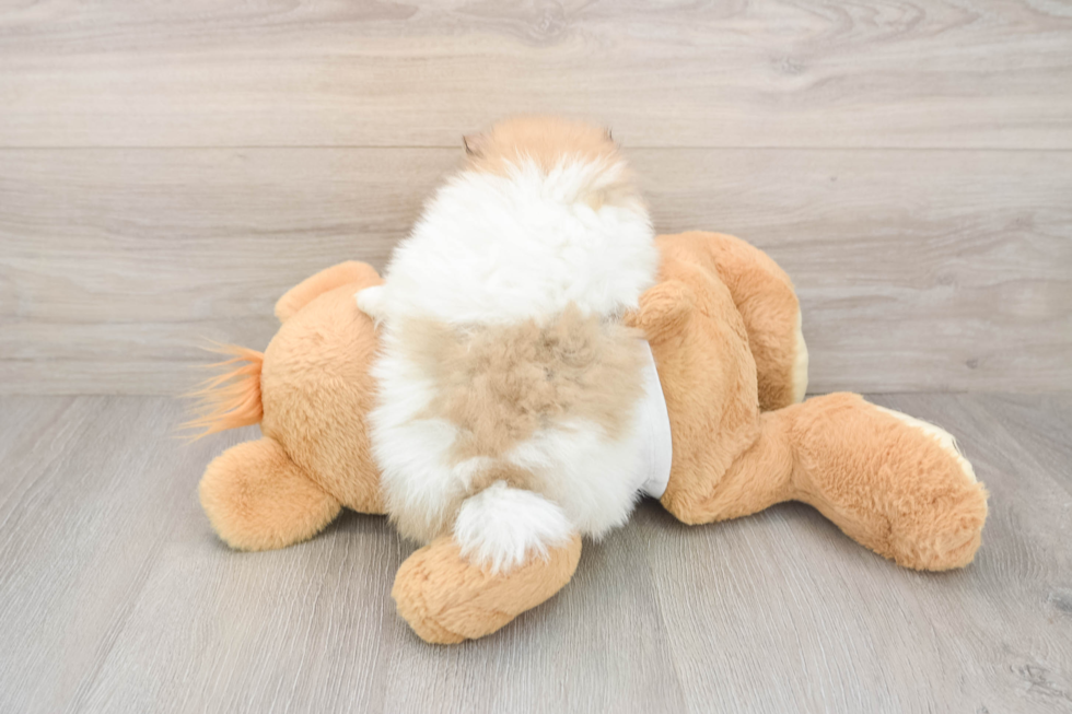 Best Pomeranian Baby