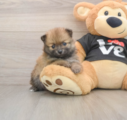 7 week old Pomeranian Puppy For Sale - Florida Fur Babies