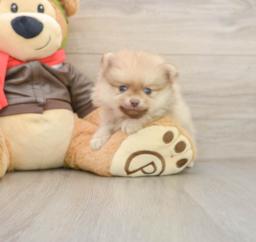 6 week old Pomeranian Puppy For Sale - Florida Fur Babies