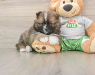 8 week old Pomeranian Puppy For Sale - Florida Fur Babies