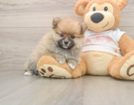 8 week old Pomeranian Puppy For Sale - Florida Fur Babies