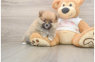 Pomeranian Pup Being Cute