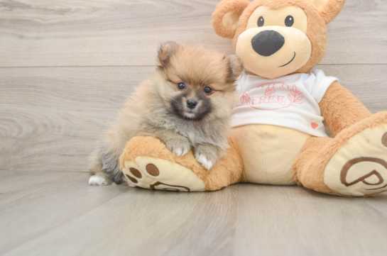 Pomeranian Pup Being Cute