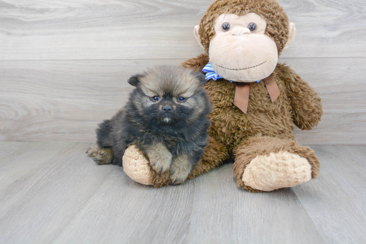 Meet Aj - our Pomeranian Puppy Photo 1/3 - Florida Fur Babies