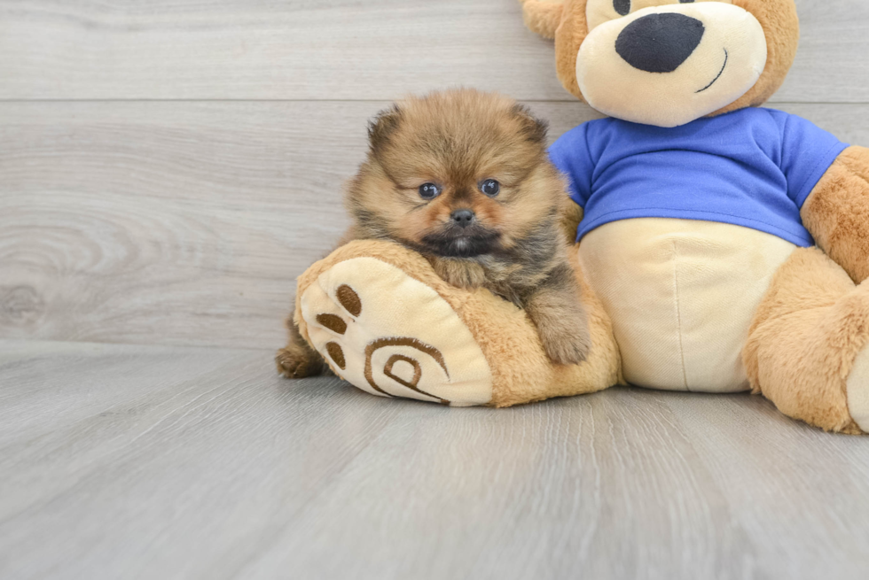 cute pomeranian puppies