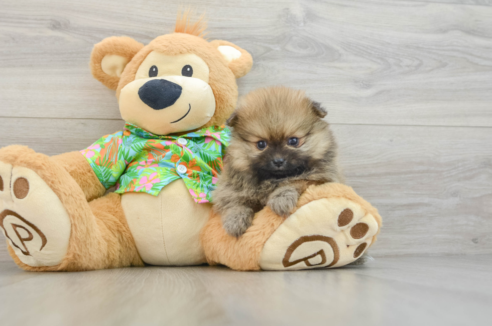 6 week old Pomeranian Puppy For Sale - Florida Fur Babies