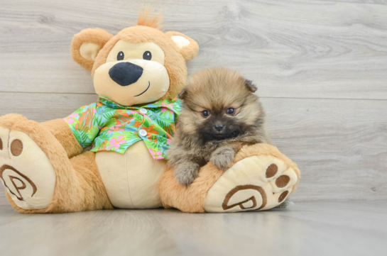 Pomeranian Pup Being Cute