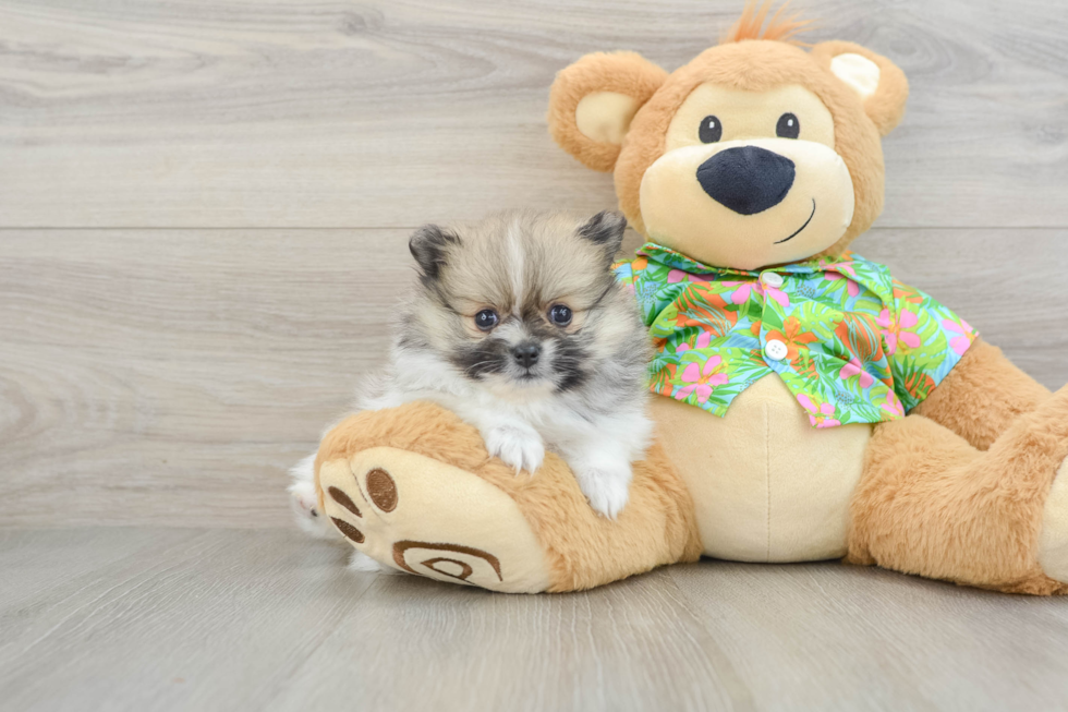 Little Pomeranian Baby