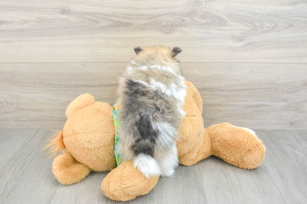 Little Pomeranian Purebred Pup