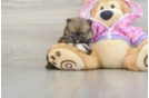 Pomeranian Puppy for Adoption