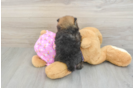 Energetic Dwarf Spitz Purebred Puppy