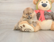 8 week old Pomeranian Puppy For Sale - Florida Fur Babies