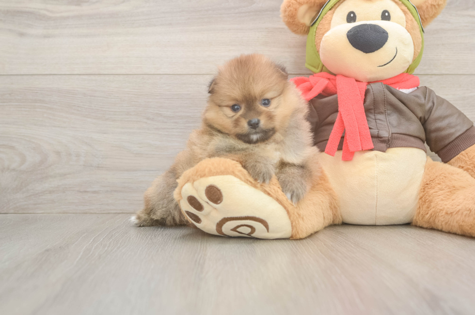 5 week old Pomeranian Puppy For Sale - Florida Fur Babies