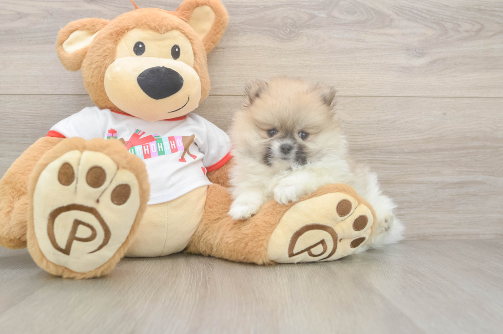 5 week old Pomeranian Puppy For Sale - Florida Fur Babies