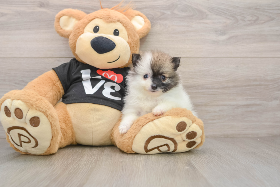 Little Pomeranian Baby