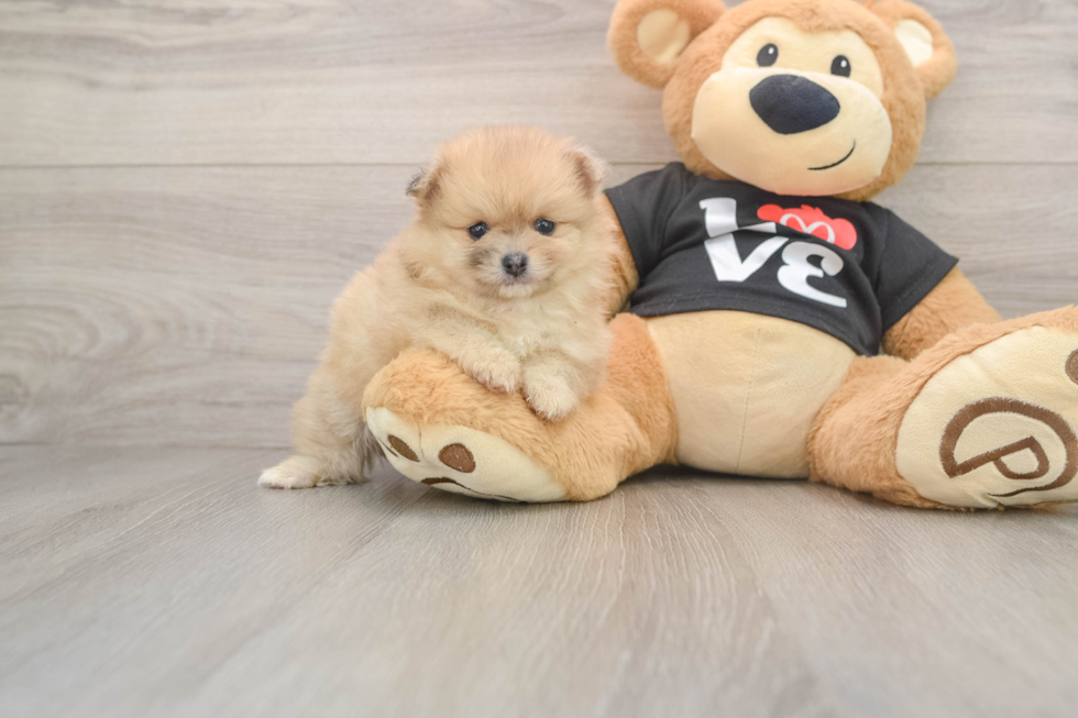 Hypoallergenic Pomeranian Baby