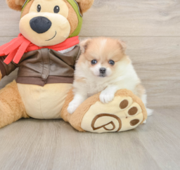 6 week old Pomeranian Puppy For Sale - Florida Fur Babies