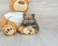12 week old Pomeranian Puppy For Sale - Florida Fur Babies
