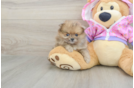 Best Pomeranian Baby