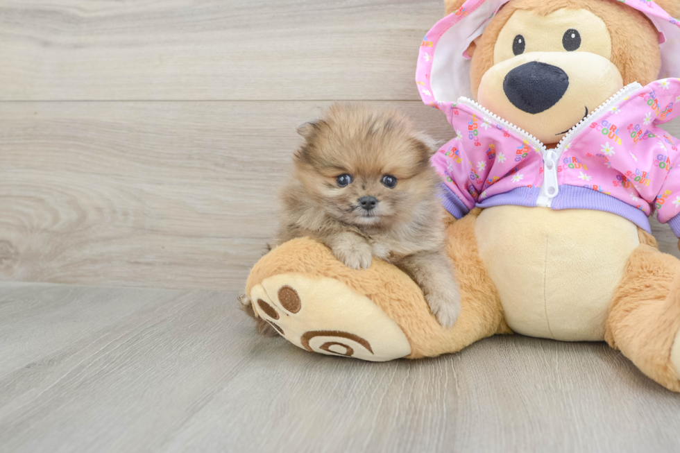 Best Pomeranian Baby