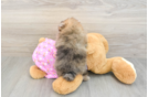 Best Pomeranian Baby