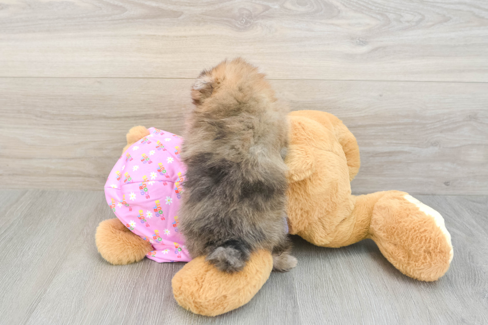 Best Pomeranian Baby