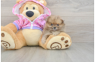 Playful Pomeranian Baby