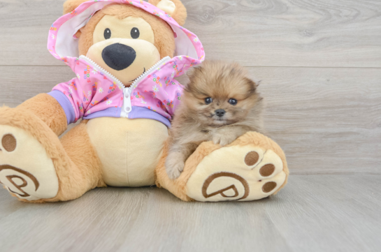 Playful Pomeranian Baby
