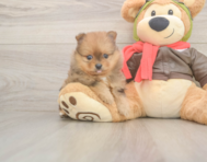 8 week old Pomeranian Puppy For Sale - Florida Fur Babies