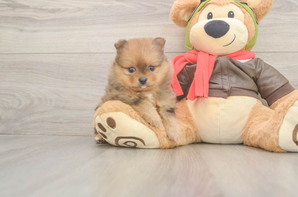 5 week old Pomeranian Puppy For Sale - Florida Fur Babies