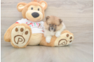 Best Pomeranian Baby