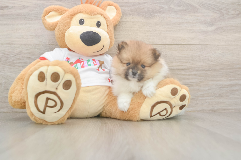5 week old Pomeranian Puppy For Sale - Florida Fur Babies