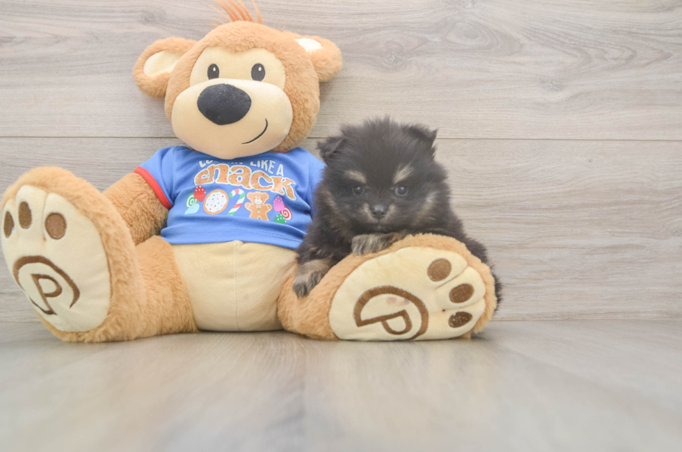 5 week old Pomeranian Puppy For Sale - Florida Fur Babies