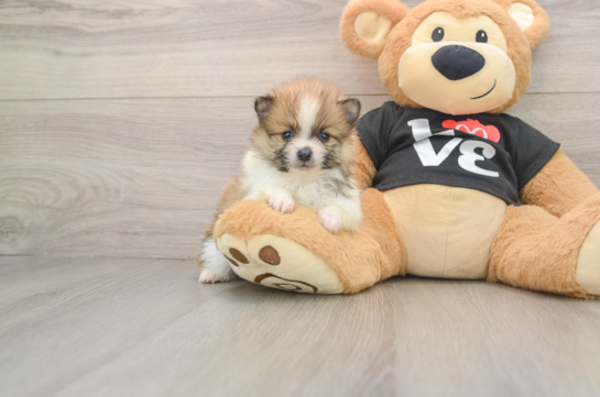 Adorable Dwarf Spitz Purebred Puppy